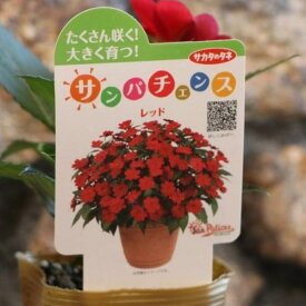 サンパチェンス レッド 3.5号ポット苗 インパチェンス 寄せ植え 花壇