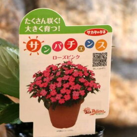 サンパチェンス ローズピンク 3.5号ポット苗 インパチェンス 寄せ植え 花壇