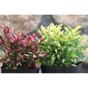 アキランサス 3号ポット苗20株セット 赤10株 黄10株  花壇 寄せ植え アルテルナンテラ