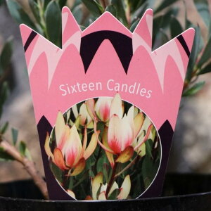 リューカデンドロン シックスティーンキャンドルズ 5号鉢 Sixteen Candles 寄せ植え 鉢植え 花壇 お洒落 可愛い 熱帯花木 花木 常緑樹 夏の花 花 苗