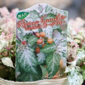  WYTS Rij 3.5O|bgc 񂹐A Ԓd J[[t