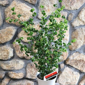 tBJX xW~ obN 6 S SmL ϗtA A    킢 CeA  c S lC 