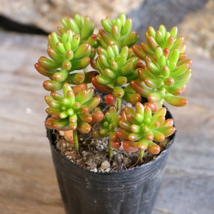 楽天市場】多肉植物 セダム 虹の玉 2.5〜3号ポット苗 : グリーンプラザ 