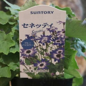 Tg[ TClA ZlbeB u[oCJ[ 3|bgc 񂹐A Ԓd