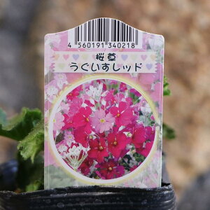 v }RCfX bh 3|bgc  񂹐A Ԓd  EOCX