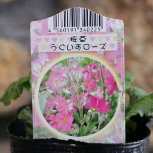 プリムラ マラコイデス ローズ 3号ポット苗 桜草 寄せ植え 花壇 うぐいす ウグイス