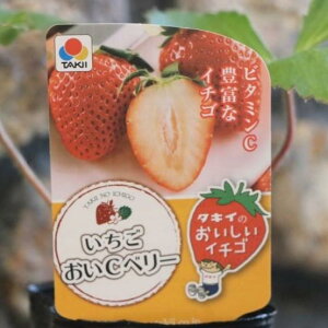 ^LC C`Sc Cx[ 3|bgc GȂ