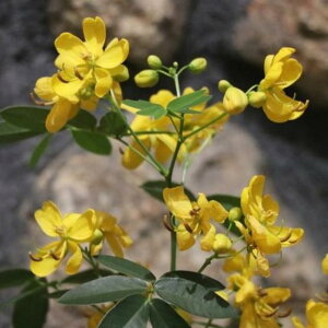 JbVA AfX̉ CG[ 5 Ԓd A 