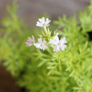 ho[xi el I[A 2.5`3|bgc 񂹐A Ԓd J[[t