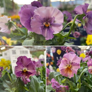 Tg[ ~t sN~bNX 3.5|bgc pW[ rI 񂹐A Ԓd