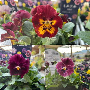 Tg[ ~t bh~bNX 3.5|bgc pW[ rI 񂹐A Ԓd