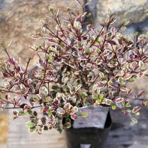 tH~^X }WbNhS 2.5`3|bgc 񂹐A A Ԓd   Ύ Ẳ  c c S J[[t