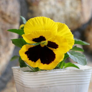 �p���W�[ �C�G���[�u���b�` 3.5���|�b�g�c �񂹐A�� ���A�� �Ԓd ������ ������� ���� ���킢�� �� �t�̉� �~�̉� �� �c ���S��