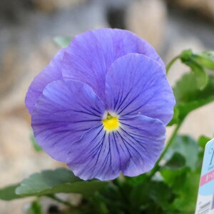 �p���W�[ �g�D���[�u���[ 3.5���|�b�g�c �񂹐A�� ���A�� �Ԓd ������ ������� ���� ���킢�� �� �t�̉� �~�̉� �� �c ���S��