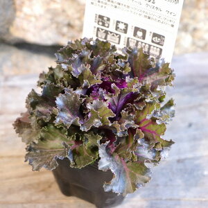 n{^ v`iP[ NX^C 3|bgc tO 񂹐A Ԓd