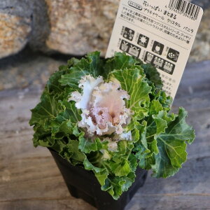 n{^ v`iP[ NX^oj 3|bgc tO 񂹐A Ԓd