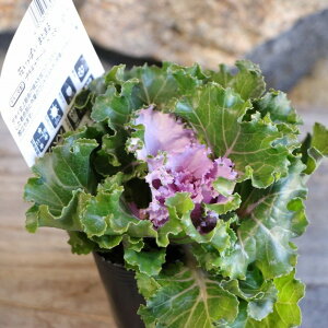 n{^ v`iP[ NX^sN 3|bgc tO 񂹐A Ԓd A    ~̉  c S J[[t