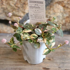 斑入り ポリゴナム セレブピンク 2.5〜3号ポット苗 ヒメツルソバ 寄せ植え 鉢植え 花壇 春の花 秋の花 花 苗 初心者 グランドカバー カラーリーフ 希少