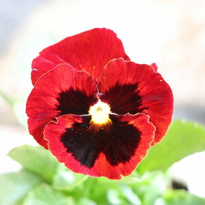 �p���W�[ ���b�h�u���b�` 3.5���|�b�g�c �񂹐A�� ���A�� �Ԓd ������ ������� ���� ���킢�� �� �t�̉� �~�̉� �� �c ���S��