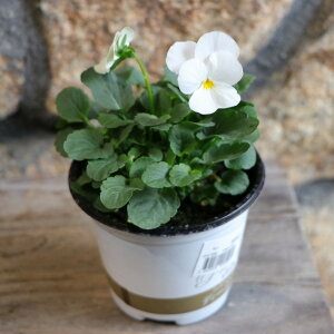 v~ArI fB[WFC zCg 3.5|bgc DJrI rI 񂹐A Ԓd A  IV  ~̉  c S