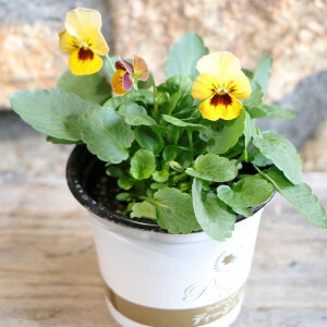 v~ArI fB[WFC Rbp[tB[h 3.5|bgc DJrI rI 񂹐A Ԓd A  IV  ~̉  c S