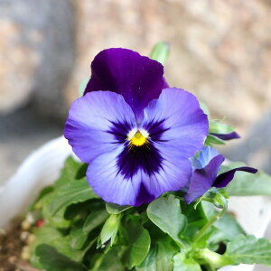 悭炭X~ [Y 3.5|bgc pW[ rI TJ^̃^l 񂹐A A Ԓd     t̉ ~̉  c S