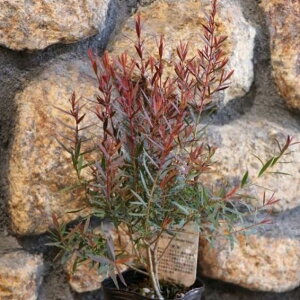 EJ bhWF 3|bgc J[[t 񂹐A Ԓd