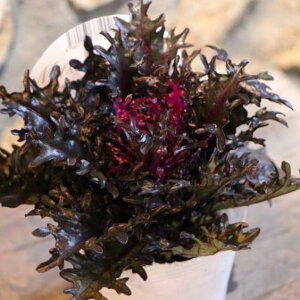 n{^ qv~A (؂t) ubNn bh 3`3.5|bgc tO 񂹐A Ԓd