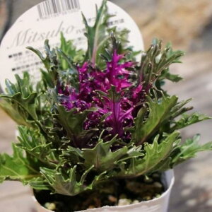 n{^ qv~A (؂t) O[n bh 3`3.5|bgc tO 񂹐A Ԓd