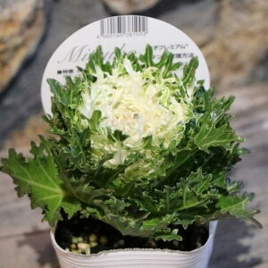 n{^ qv~A (؂t) O[n zCg 3`3.5|bgc tO 񂹐A Ԓd