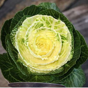 n{^ qC (ۗt) O[n zCg 3`3.5|bgc tO 񂹐A Ԓd