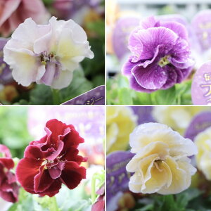 d炫 pW[ t@rX A\[g 3.5|bgc t@rX `̃pW[ 񂹐A Ԓd A   t̉ ~̉  c S 