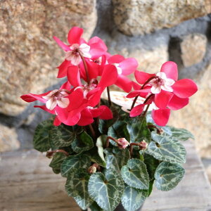 ς炫 ~jVN WbNX bh 3`3.5|bgc VN nNT 񂹐A A Ԓd   t̉ ~̉  c S 