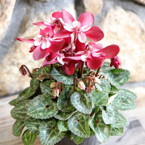 ς炫 ~jVN WbNX Cbh 3`3.5|bgc VN nNT 񂹐A A Ԓd   t̉ ~̉  c S 