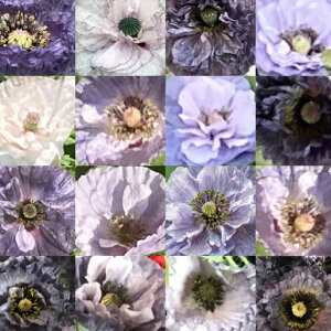 �|�s�[ �A���[�W���O�O���C 3���|�b�g�c �V���[���[�|�s�[ �A���[�W���O�O���[ �񂹐A�� �Ԓd ���A�� ������ ���� �A���e�B�[�N�J���[ �V�b�N �t�̉� �� �c ���S�� ��