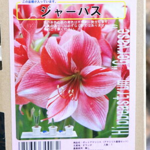 yz A}X |bgA d炫 W[oX 1 1  ԉ Mtg Ԓd A    y t̉  c S