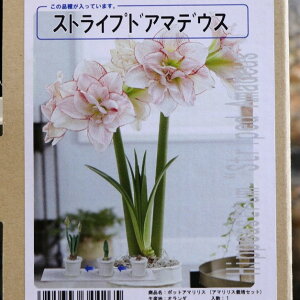 yz A}X |bgA d炫 XgCvhA}fEX 1 1  ԉ Mtg Ԓd A    y t̉  c S