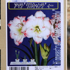 yz A}X |bgA d炫 A}fEXLfB[ 1 1  ԉ Mtg Ԓd A    y t̉  c S