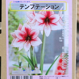 yz A}X |bgA d炫 eve[V iV[}X^[j 1 1  ԉ Mtg Ԓd A    y t̉  c S