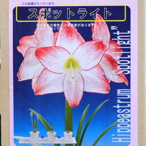 yz A}X |bgA d炫 X|bgCg 1 1  ԉ Mtg Ԓd A    y t̉  c S