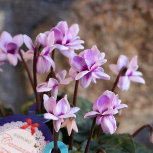 d炫 ~jVN tFA[sR u[ 3`3.5|bgc VN 񂹐A A Ԓd   t̉ ~̉  c S 