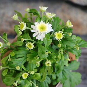 d炫 }gJA 3`3.5|bgc 񂹐A Ԓd A    t̉ H̉ ~̉  c S