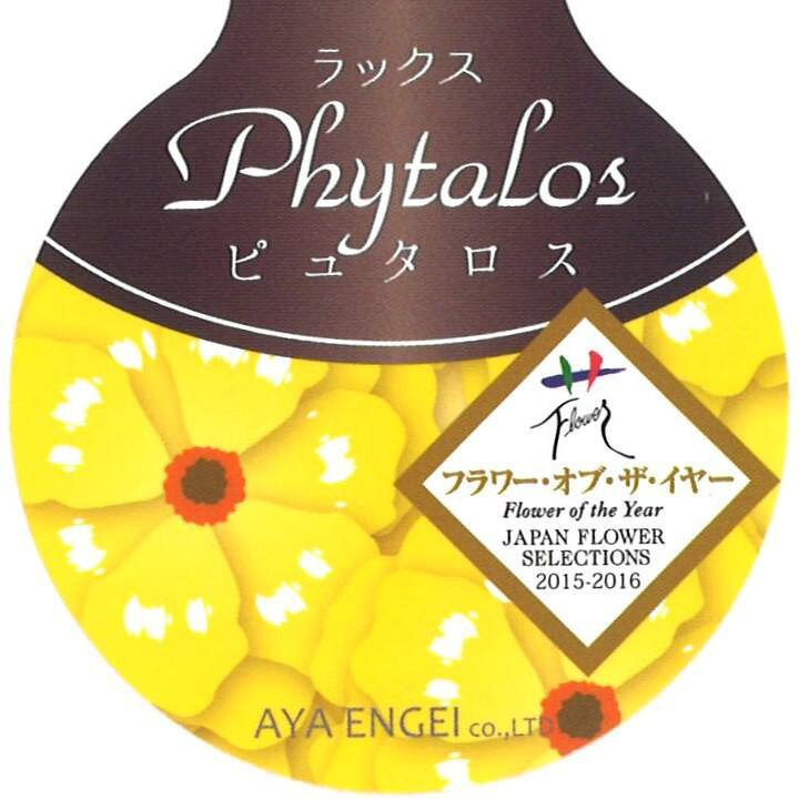 楽天市場】ラナンキュラス ラックス ピュタロス 4～5号ポット苗 寄せ  