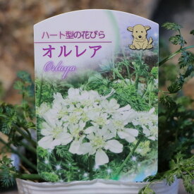 オルレア ピエリスホワイト 3.5号ポット苗 オルラヤ オルレイヤ 寄せ植え 花壇 鉢植え お洒落 おしゃれ 可愛い イングリッシュガーデン 春の花 花 苗 初心者