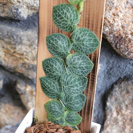 ラフィドフィラ クリプタンス 3.5号鉢 クリプタンサ 観葉植物 鉢植え お洒落 おしゃれ 可愛い かわいい インテリア 室内 苗 初心者