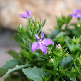 栄養系ロベリア レオン ミニラベンダー 3.5号ポット苗 ロベリア 寄せ植え 鉢植え 花壇 お洒落 おしゃれ 可愛い かわいい 春の花 夏の花 秋の花 花 苗 初心者