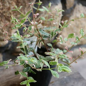 斑入り ヒペリカム トリカラー 2.5〜3号ポット苗 寄せ植え 花壇 カラーリーフ