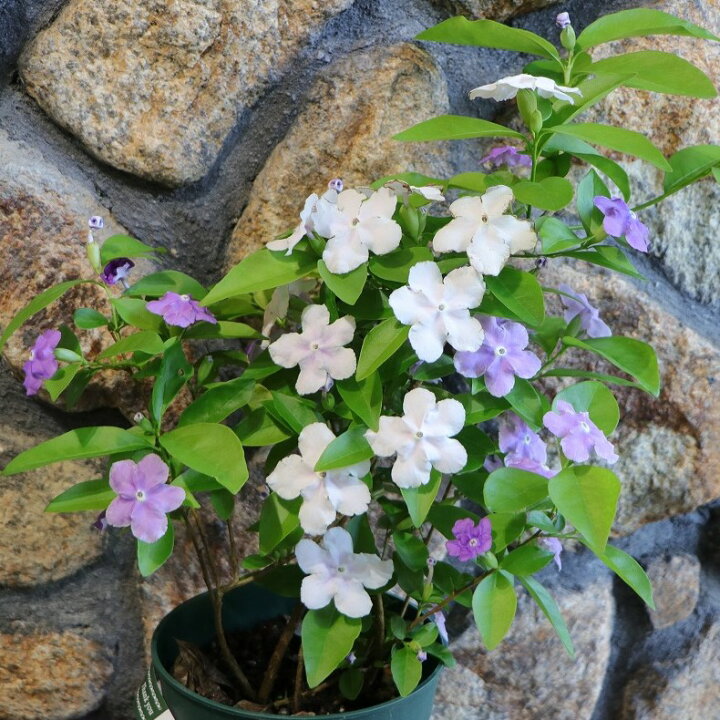 楽天市場】ニオイバンマツリ 5号鉢 鉢花 寄せ植え 花壇 鉢植え お洒落 