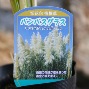 ppXOX 3`3.5|bgc 񂹐A A Ԓd nA    킢 H̉  c S