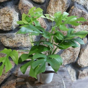 qXe 4 ϗtA CeAO[ CeA  IV  킢